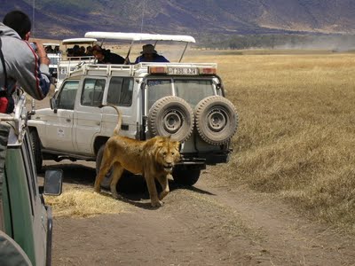Safari: Ngorongoro lion