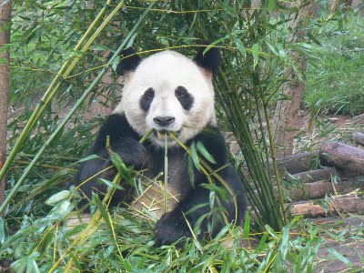 Chengdu: Panda bear 